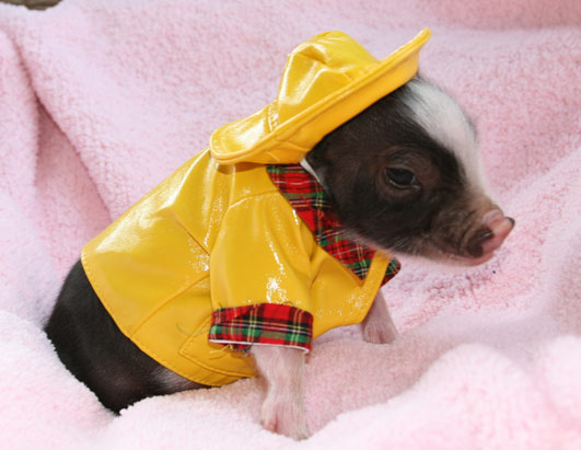 Одежда для животных: микро-пиги