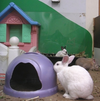 Домик для кролика