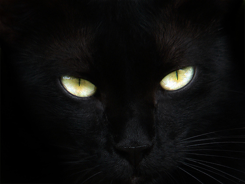 Приметы: черный кот