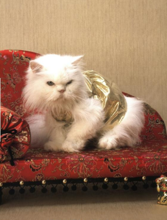 "Luxury For Cats":  учитесь ухаживать за кошками!