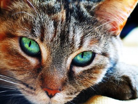 Темные кошки опаснее для аллергиков?