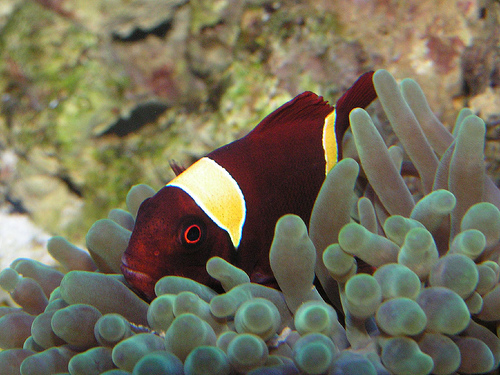 Рыба-клоун: не только в море, но и в аквариуме
