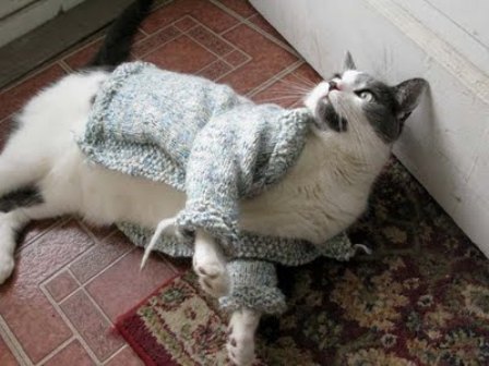 Зимняя одежда для кошек