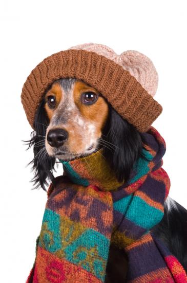 Если хочешь быть здоров – утепляйся! И другие правила заботы о вашей собаке зимой