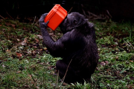 Режиссерский дебют шимпанзе