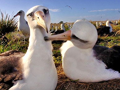 Альбатросы-лесбиянки из Новой Зеландии