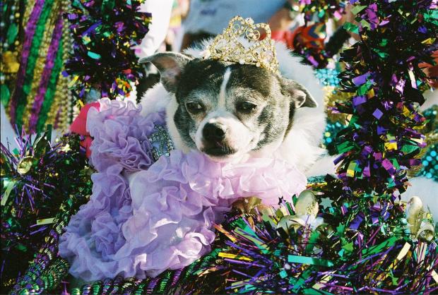 Собачий карнавал на День всех влюбленных