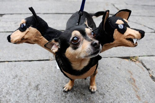 Смешные костюмы для собак
