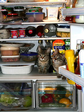 Вечеринка в холодильнике!