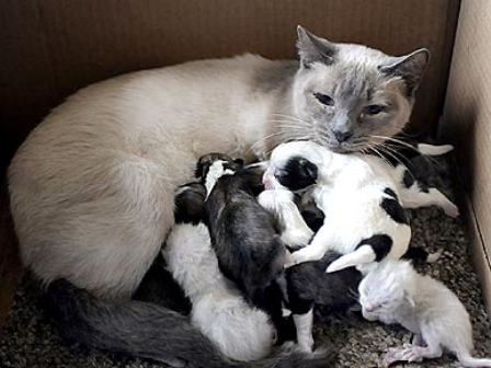 Сиамская кошка стала приемной мамой