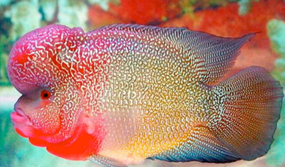 Флауэрхорн – китайская рыба удачи