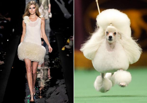 Собаки vs модели
