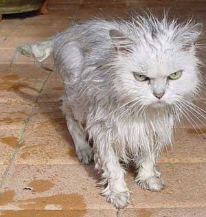 Хит-парад мокрых кошек!