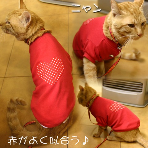 Платья для кошек