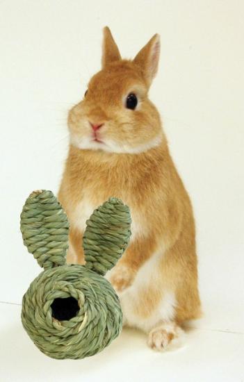 Плетеная мебель для кроликов
