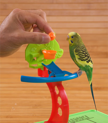 Спортплощадка для попугаев
