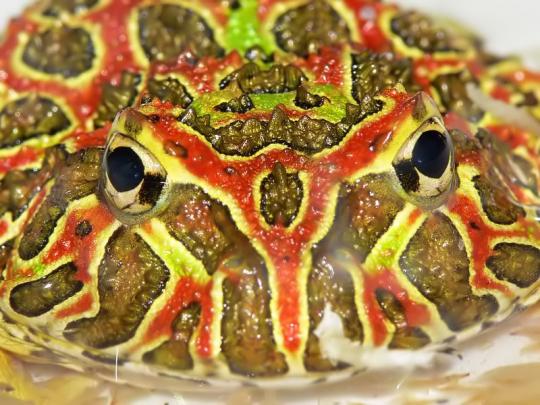 Необычные питомцы: рогатая лягушка