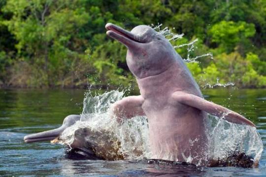 Уникальный розовый дельфин