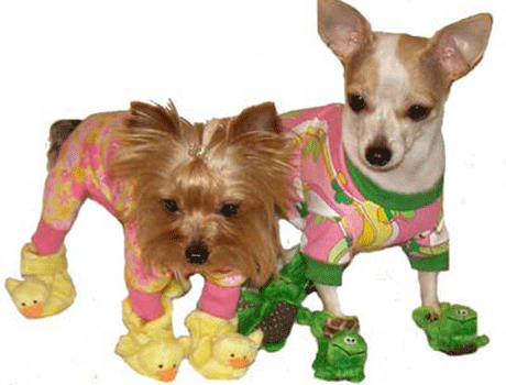 Дизайнерская пижама для собак