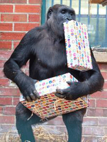 Старейшая горилла отпраздновала 50-й день рождения