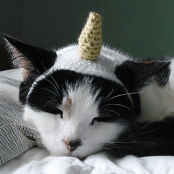 Нужны ли кошкам головные уборы?