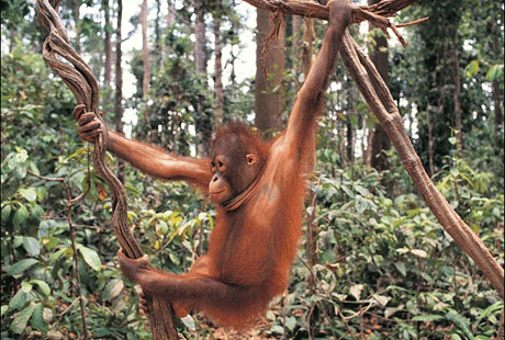 Лазать по деревьям обезьяну научит человек