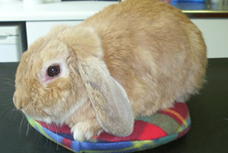 Теплые подушки для кроликов