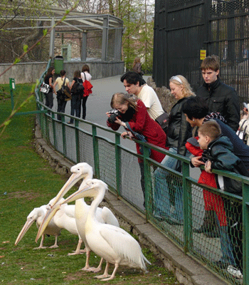 В Санкт-Петербурге к 2014 году появится новый зоопарк