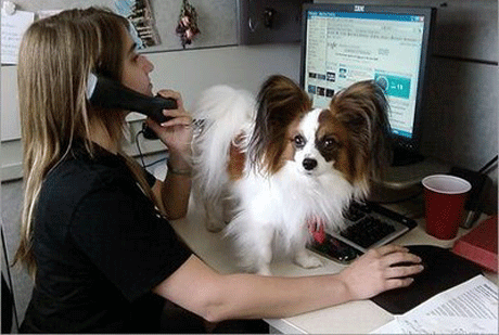 Собаки в офисе повышают производительность труда