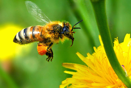 Пчелы вместо батарей