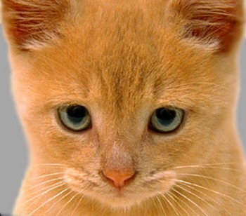 Глухие кошки способны лучше видеть