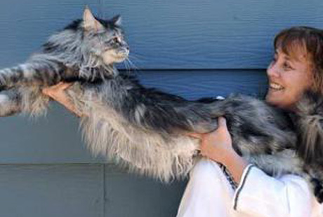 Самый длинный в мире кот