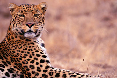 Ученые выяснили, откуда у леопарда пятна