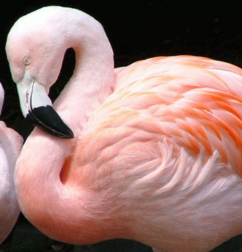Фламинго завлекают партнеров «макияжем»