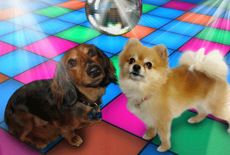 На Манхэттене открылся диско-клуб для собак