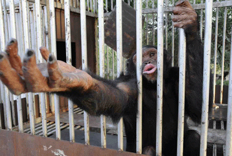 Шимпанзе из Ливана запретили курить